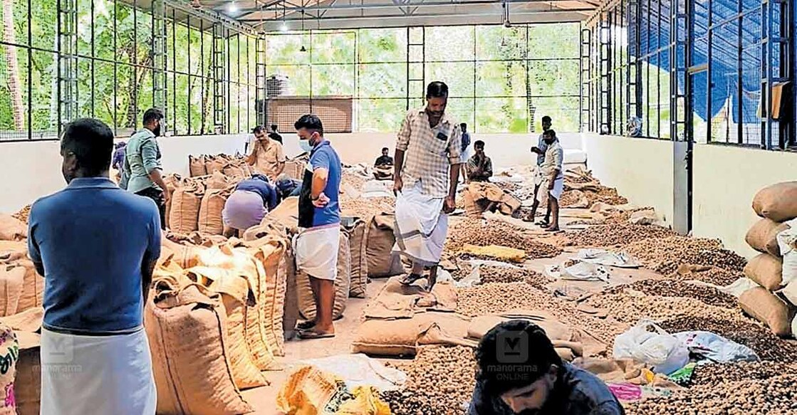 ചാലിശേരി പഴയ അടയ്ക്കാ മാർക്കറ്റിൽ ഇന്നലെ വിപണനത്തിന് എത്തിയ അടയ്ക്ക.  