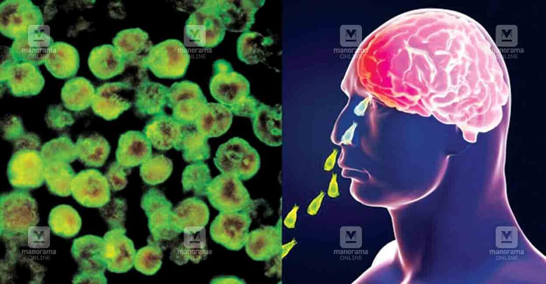 amfibic-virus- amfibic-virus-