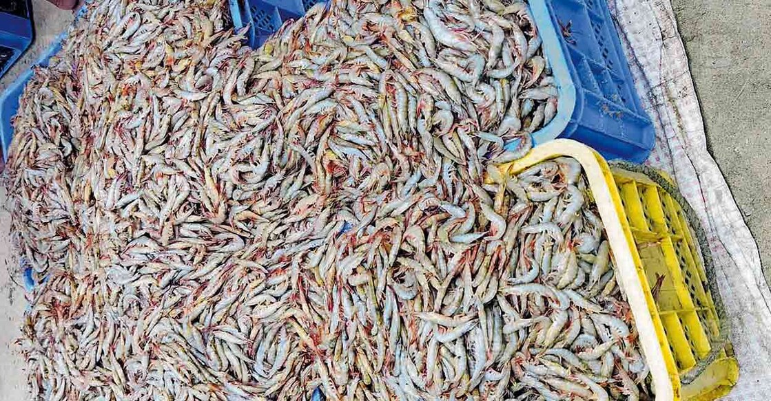 tcr-shrimp-fishing tcr-shrimp-fishing