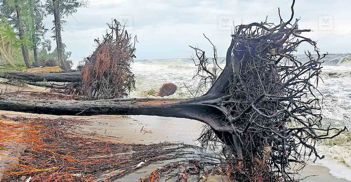 പാപ്പാളി കടപ്പുറത്ത് വീണുകിടക്കുന്ന കാറ്റാടി മരങ്ങൾ  