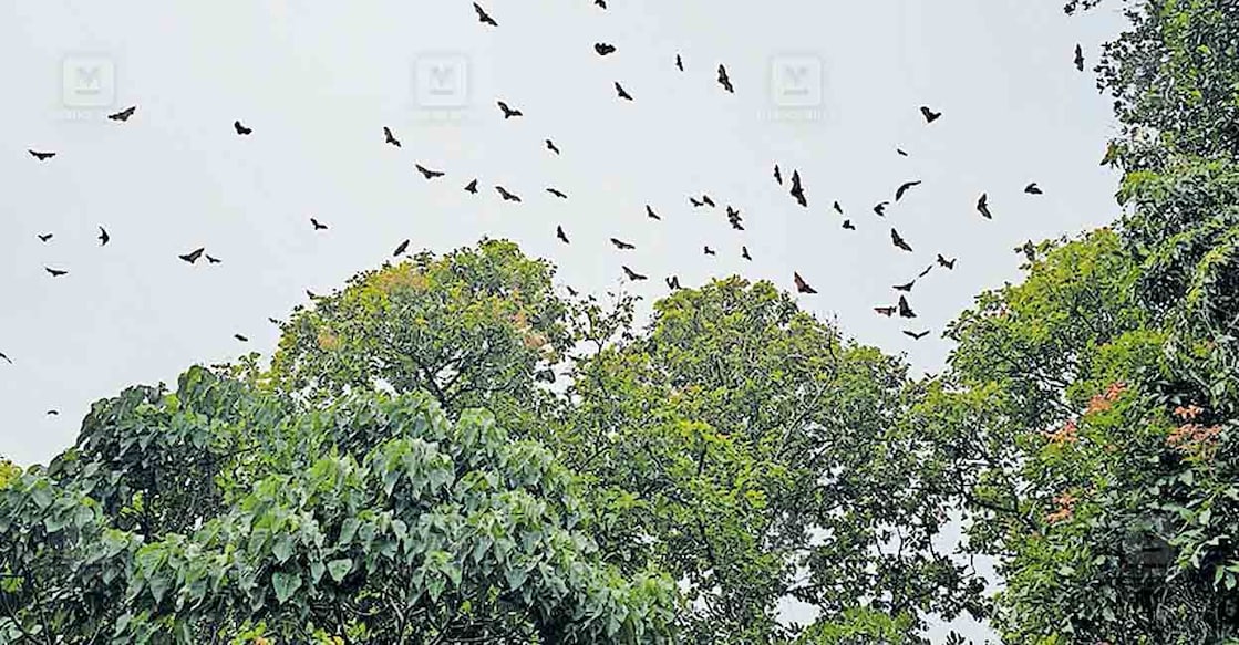 വെള്ളാറ്റഞ്ഞൂര്‍ ഗ്രാമത്തിലെ മരങ്ങള്‍ക്കു മുകളില്‍ വട്ടമിട്ട് പറക്കുന്ന വവ്വാലുകള്‍.