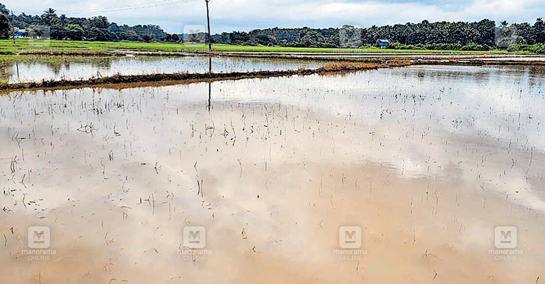 കനത്ത മഴയിൽ ചാലിശ്ശേരി കോതമംഗലം പാടശേഖരത്തിലെ നെൽക്കൃഷി മുങ്ങിയപ്പോൾ.  
