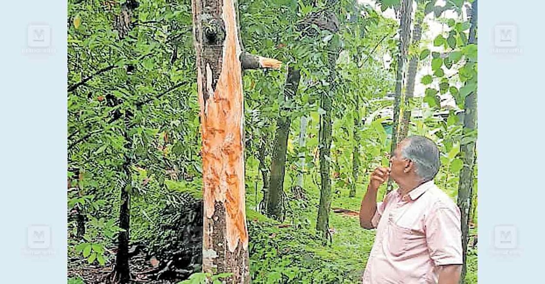 വെറ്റിലപ്പാറ മുണ്ടയ്ക്ക ജോർജിന്റെ വീട്ടുപറമ്പിലെ കടപ്ലാവിന്റെ തൊലി കാട്ടാനയടർത്തി തിന്നപ്പോൾ.  