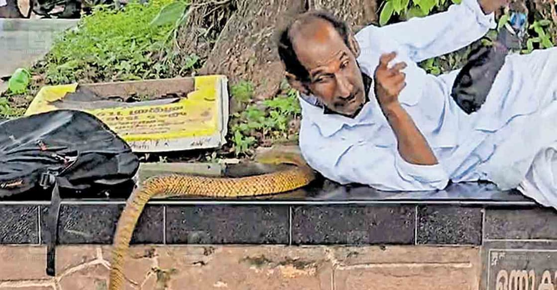 snake-14 ശ്രീകുരുംബ ഭഗവതി ക്ഷേത്രത്തിന്റെ ആൽത്തറയിൽ കിടക്കുകയായിരുന്ന ആളിന്റെ കഴുത്തിന് അടിയിലേക്ക് ചേര പാമ്പ് ഇഴഞ്ഞെത്തിയപ്പോൾ.