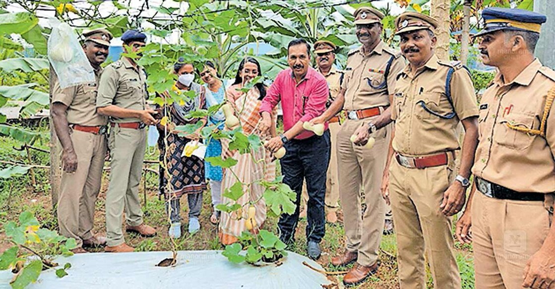 വിയ്യൂർ ജയിലിൽ ബട്ടർനട്ട് സ്ക്വാഷ് വിളവെടുപ്പ്