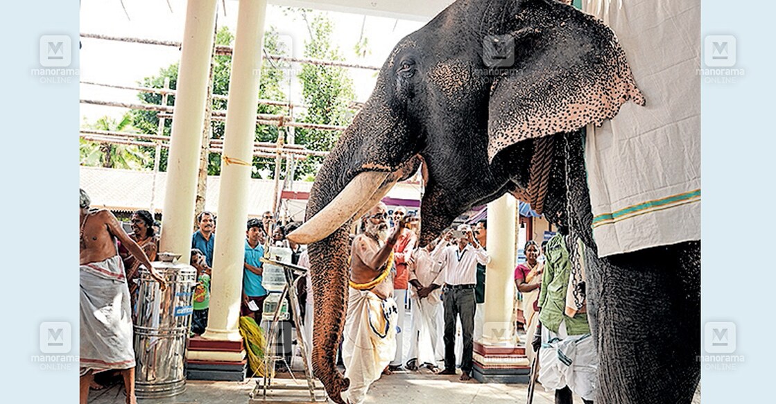 അരിപ്പാലം പായമ്മൽ ക്ഷേത്രത്തിൽ വിനായക ചതുർഥിയുടെ ഭാഗമായി നടന്ന ആനയൂട്ട്. 