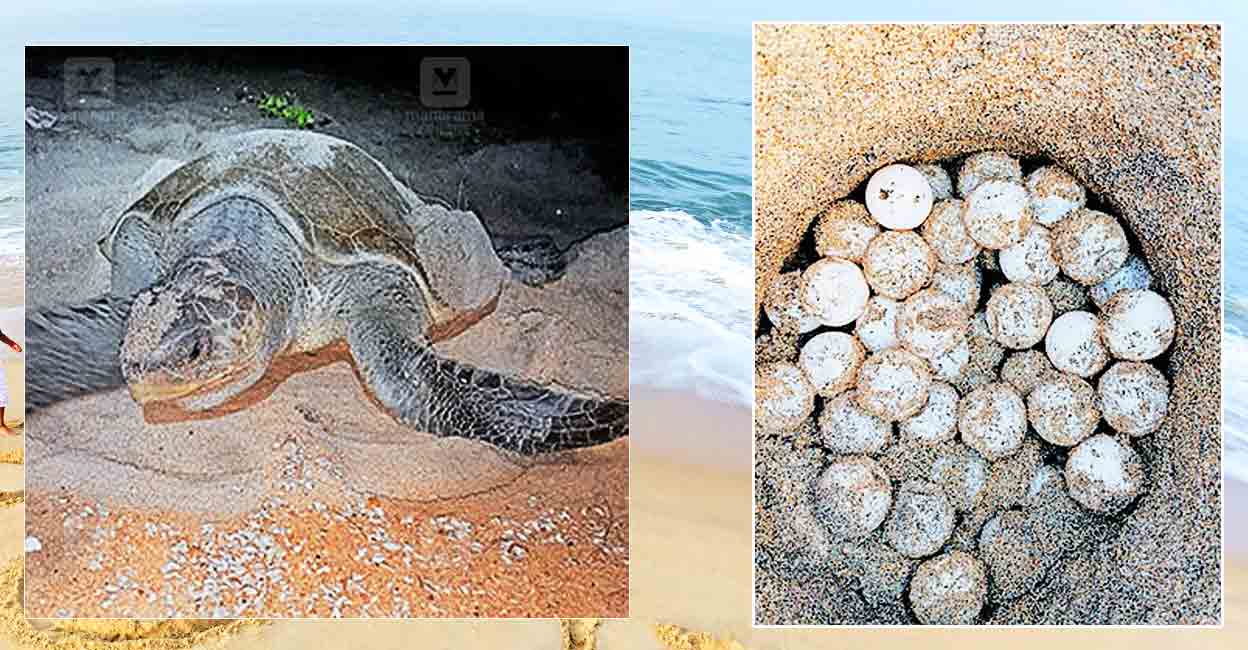 മന്ദലാംകുന്ന് ബീച്ചിൽ കിട്ടിയത് 705 കടലാമ മുട്ട; 'കടലാമയെ ...
