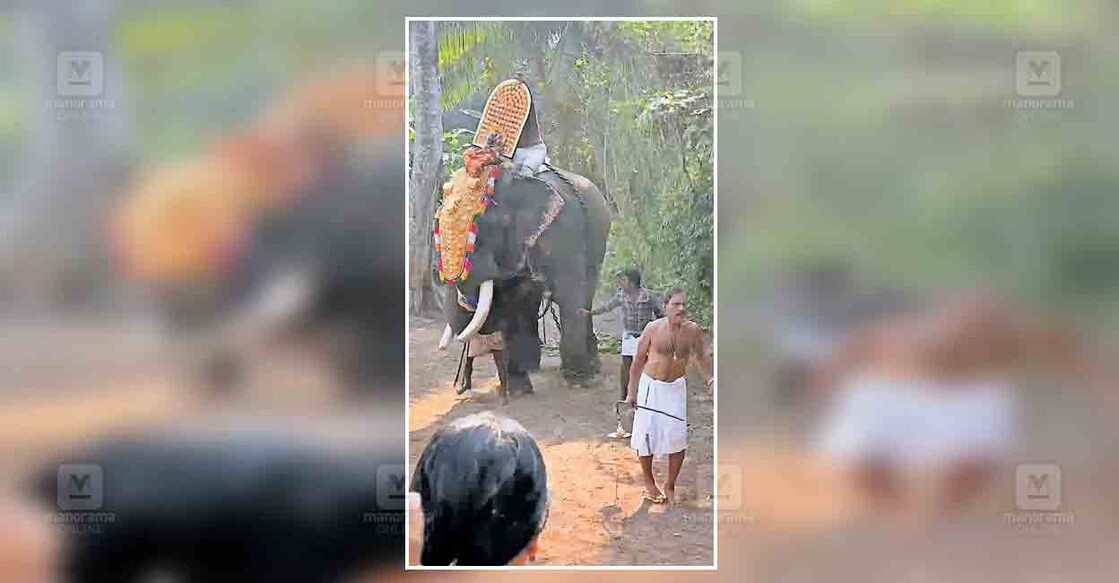 എടതിരിഞ്ഞി പോത്താനി ശിവക്ഷേത്രത്തിൽ ആറാട്ട് എഴുന്നള്ളിപ്പ് കഴിഞ്ഞു മടങ്ങുന്നതിനിടയിൽ ഇടഞ്ഞ ആന തടത്താവിള ശിവ വലതു വശത്ത് നിന്ന പാപ്പാനെ തിരിഞ്ഞു കുത്താൻ ശ്രമിക്കുന്നു.  