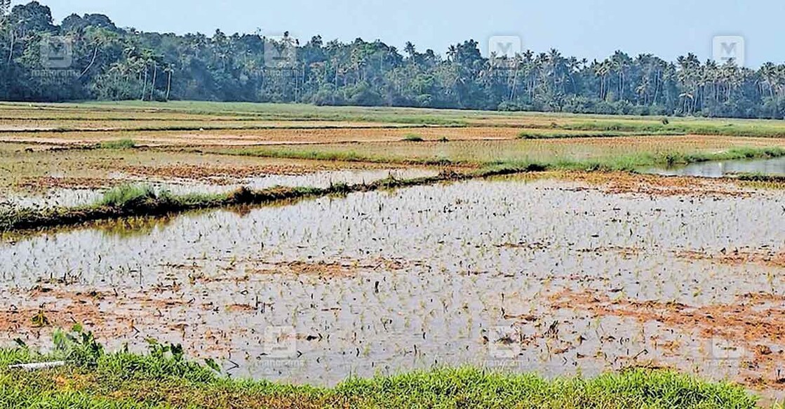 പുത്തൻചിറ പാടശേഖരത്തിൽ നിലമൊരുക്കൽ പൂർത്തിയാക്കി വിതച്ച ഭാഗങ്ങളിൽ വെള്ളം വറ്റിത്തുടങ്ങിയപ്പോൾ.  

