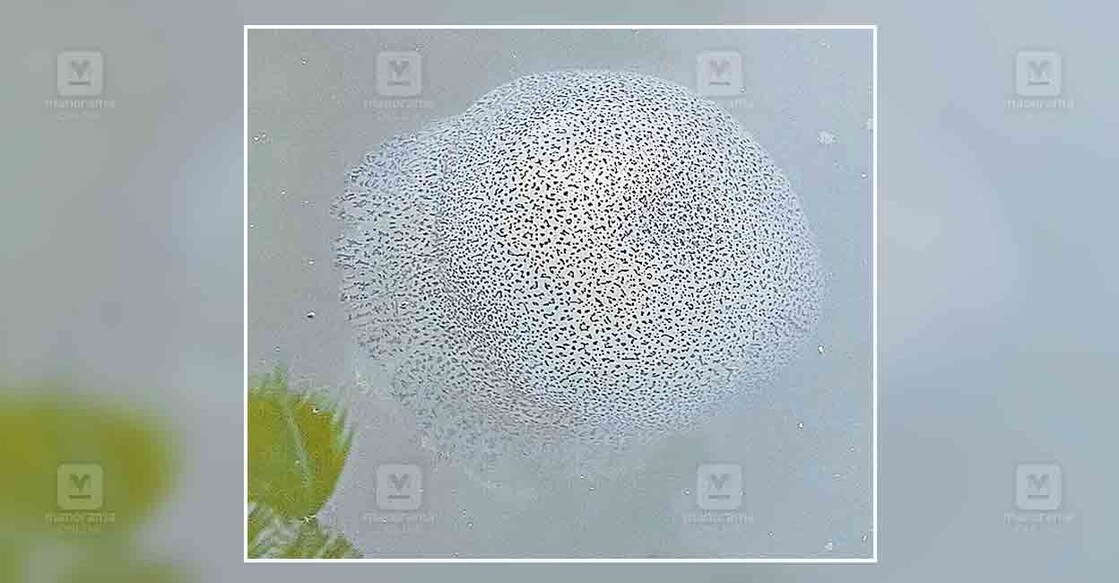 thrissur-jellyfish വെങ്കിടങ്ങിൽ കനോലി കനാലിൽ മത്സ്യത്തൊഴിലാളിയുടെ വലയിൽ കുടുങ്ങിയ വെള്ള നിറത്തിലുള്ള ജെല്ലി ഫിഷ് (കടൽചൊറി).