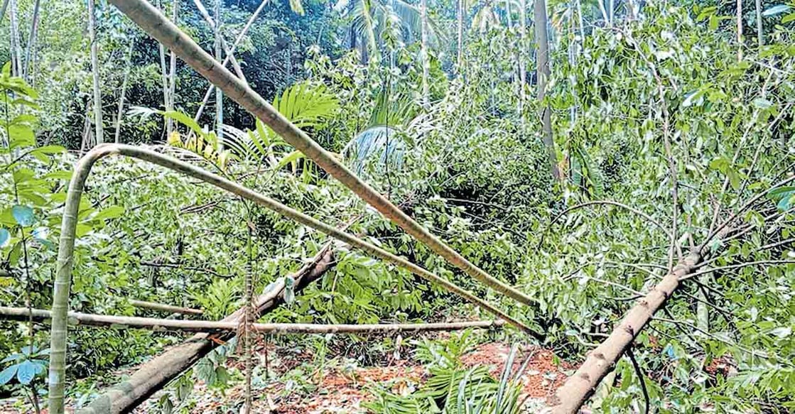 പെങ്ങാമുക്ക് കരിച്ചാൽ റോഡിൽ മിന്നൽച്ചുഴലിയിൽ  കപ്ലേങ്ങാട്ട് കുഞ്ഞുമോന്റെ പറമ്പിലെ മരങ്ങൾ.കടപുഴകി വീണപ്പോൾ  
