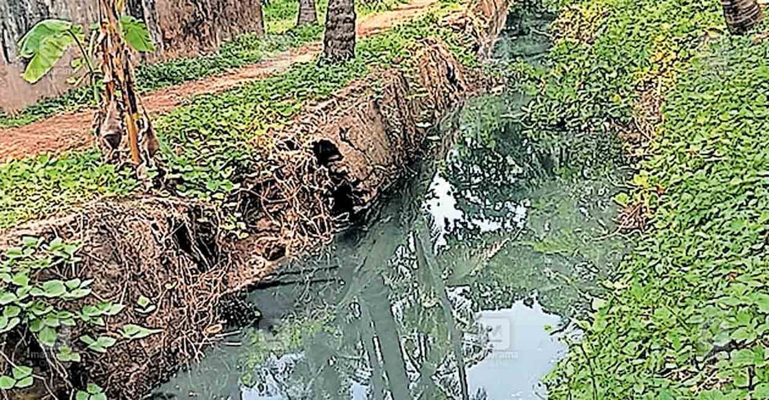 kozhithodu ഒഴുക്കുനിലച്ചതിനെ തുടർന്ന് മലിനജലം കെട്ടിക്കിടക്കുന്ന പാവറട്ടി കോഴിത്തോട്.