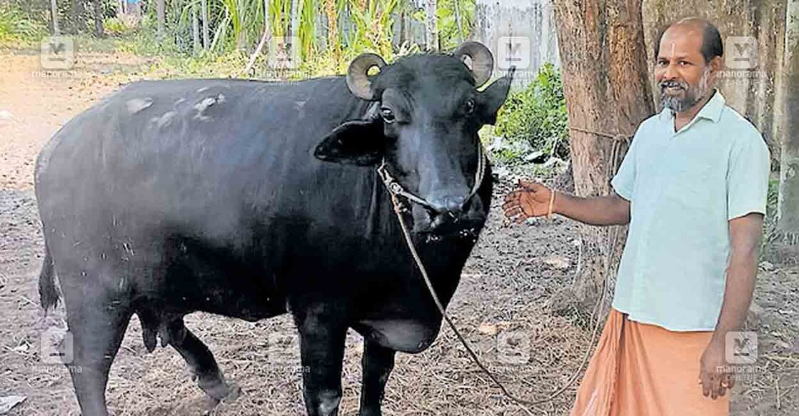 baffello-owner-kodungallur എടവിലങ്ങ് കുഞ്ഞയിനി പ്ലാക്കാട്ടുപുള്ളി വീട്ടിൽ സുരേഷ് പണിക്കരുടെ അരുമയായ എരുമ.