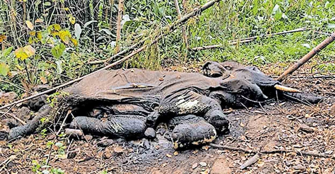 thrissur-wild-elephant-body വെറ്റിലപ്പാറ പ്ലാന്റേഷൻ റബർ തോട്ടത്തിൽ മുനിത്തടം ഭാഗത്ത് ഏതാനും ദിവസങ്ങൾക്കു മുൻപ് കാണപ്പെട്ട ആഴ്ചകൾ പഴക്കമുള്ള കാട്ടാനയുടെ ജഡം. ( വനം വകുപ്പ് 14 ന് ജഡം പോസ്റ്റ് മോർട്ടം നടത്തി സംസ്കരിച്ചു.) ഫയൽ ചിത്രം.