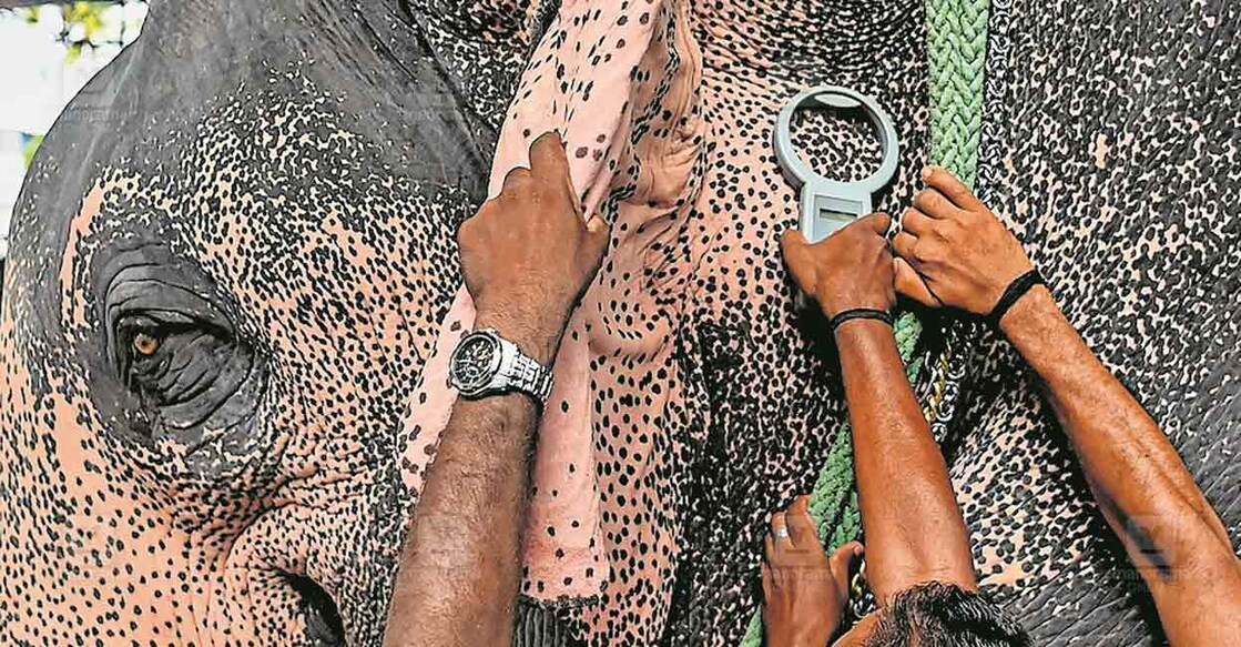 1-ചിപ് റീഡിങ് ആനയെ ആദ്യം പരിശോധിക്കുന്നതു വനംവകുപ്പ് ഉദ്യോഗസ്ഥരാണ്. വെറ്ററിനറി ഡോക്ടർമാരുടെ സാന്നിധ്യമുണ്ടാകും. ആനകളുടെ ഇടതു ചെവിക്കു പിന്ന‍ിൽ ഘടിപ്പിച്ചിട്ടുള്ള ചിപ് വനം ഉദ്യോഗസ്ഥർ ചിപ് റീഡർ ഉപയോഗിച്ചു സ്കാൻ ചെയ്യും. ഇതോടെ ആനയുടെ തിരിച്ചറിയൽ നമ്പർ റീഡറിൽ തെളിഞ്ഞു വരും. ആനയെ തിരിച്ചറിയുന്ന പ്രധാന ഘട്ടമാണിത്.
