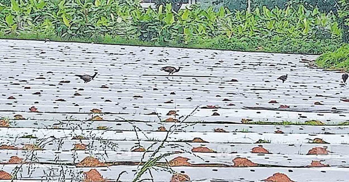 തീറ്റ തേടി എത്തിയ മയിലുകൾ പുത്തൻചിറ കുന്നത്തേരിയിലെ പച്ചക്കറി കൃഷിയിടത്തിൽ.