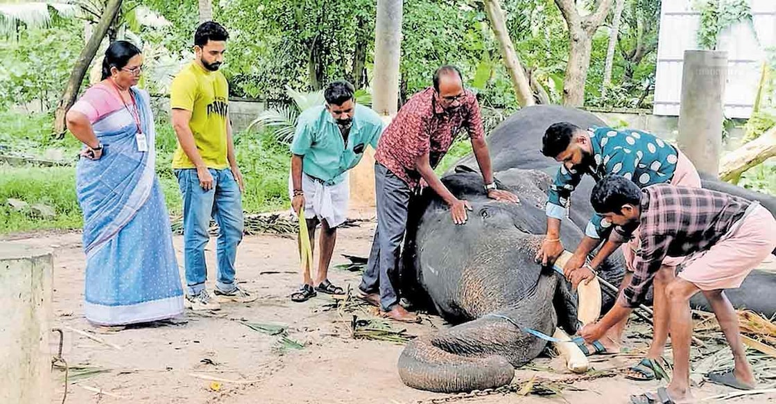 guruvayur-elephant-horn-cutting-1 ഗുരുവായൂർ ദേവസ്വം ആനത്താവളമായ പുന്നത്തൂർക്കോട്ടയിൽ വനംവകുപ്പ് ഉദ്യോഗസ്ഥർ കൊമ്പൻ അയ്യപ്പൻകുട്ടിയുടെ കൊമ്പിന്റെ അളവ് എടുക്കുന്നു. ദേവസ്വം ഡപ്യൂട്ടി അഡ്മിനിസ്ട്രേറ്റർ എം.രാധ, വെറ്ററിനറി ഡോക്ടർ ചാരുജിത് നാരായണൻ എന്നിവർ സമീപം.