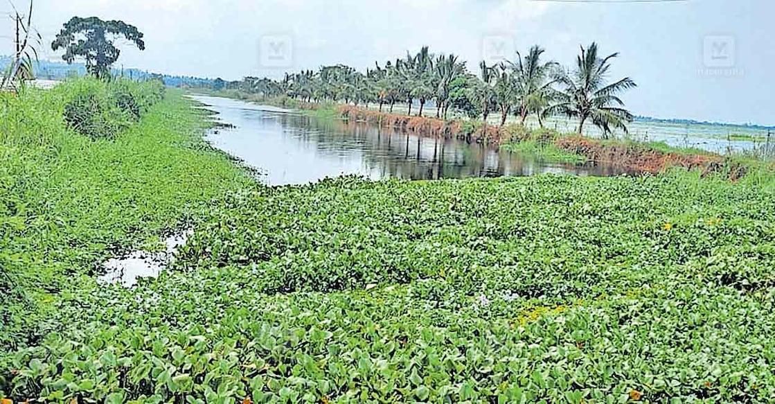 manakody-canal പുള്ള് പാലത്തിനടിയിലും സമീപത്തും കരുവാലി–കുളവാഴച്ചണ്ടികൾ വന്നടിഞ്ഞ് ഇറിഗേഷൻ കനാലിൽ ഒഴുക്കിനു തടസ്സമായ നിലയിൽ.