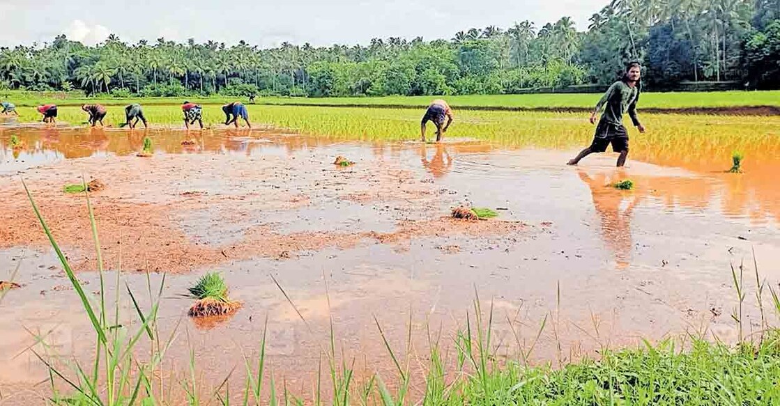 വിരിപ്പുകൃഷിയിലേക്ക് കടവല്ലൂരിലെ പാടങ്ങൾ; ഇത്തവണ വിതയ്ക്കു പകരം നടീല് ...