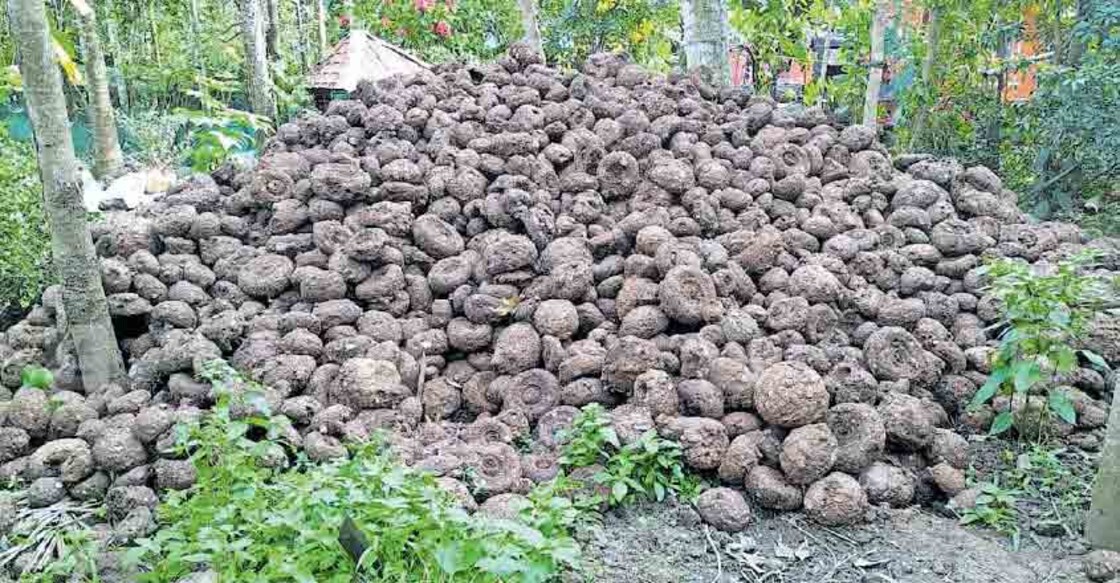 wayanad-pulpally-yam-cultivation വിലയിടിവിനെ തുടർന്ന് കർണാടകയിൽ നിന്ന് വിളവെടുത്ത ചേന കബനിഗിരിയിലെത്തിച്ച് തോട്ടത്തിൽ കൂട്ടിയിട്ടിരിക്കുന്നു.