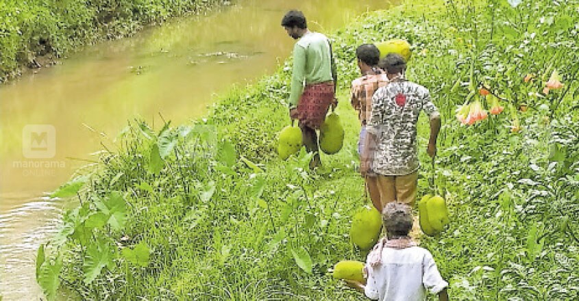 കാട്ടാനശല്യമൊഴിവാക്കാന് തോട്ടത്തില് നിന്ന് ചക്ക പറിച്ചു മാടപ്പള്ളിക്കുന്ന് വനാതിര്ത്തിയില് കൊണ്ടിടുന്നവര്. കാട്ടാനശല്യമൊഴിവാക്കാന് തോട്ടത്തില് നിന്ന് ചക്ക പറിച്ചു മാടപ്പള്ളിക്കുന്ന് വനാതിര്ത്തിയില് കൊണ്ടിടുന്നവര്.