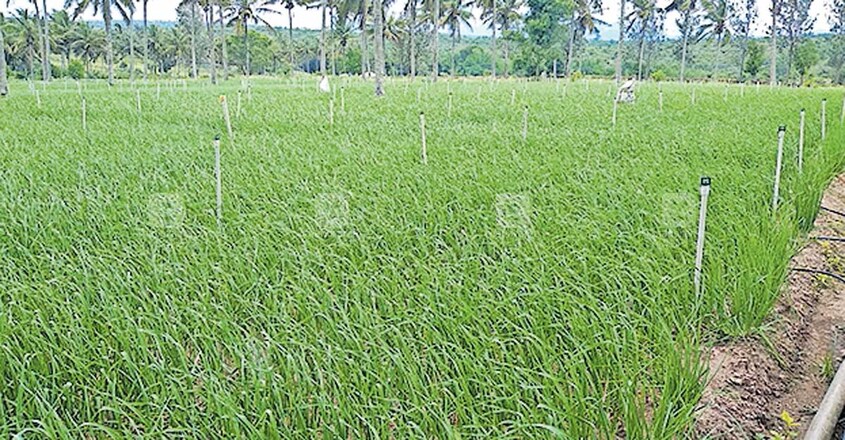 വിളവെടുപ്പിന് പാകമായ വെളുത്തുള്ളിപ്പാടം. വിളവെടുപ്പിന് പാകമായ വെളുത്തുള്ളിപ്പാടം.