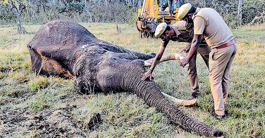 മസിനഗുഡിയിൽ ചികിത്സയ്ക്കിടെ ചരിഞ്ഞ ആനയുടെ ജഡം വനംവകുപ്പ് ഉദ്യോഗസ്ഥർ പരിശോധിക്കുന്നു. (ഫയൽ ചിത്രം) മസിനഗുഡിയിൽ ചികിത്സയ്ക്കിടെ ചരിഞ്ഞ ആനയുടെ ജഡം വനംവകുപ്പ് ഉദ്യോഗസ്ഥർ പരിശോധിക്കുന്നു. (ഫയൽ ചിത്രം)