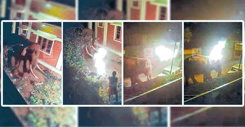 ഈ മാസം മൂന്നിന് തമിഴ്നാട്ടിലെ മസിനഗുഡിക്കടുത്ത് നാട്ടിലിറങ്ങിയ കാട്ടാനയെ തുരത്താൻ തീയായിരുന്നു ആയുധം. തീപ്പന്തം കാണിച്ച് പേടിപ്പിച്ചെങ്കിലും അവൻ മുന്നോട്ടു തന്നെ വന്നു. പെട്രോളിൽ മുക്കിയ തൂണി കമ്പിൽ ചുറ്റി വലിച്ചെറിഞ്ഞപ്പോൾ കുടുങ്ങിയത് ചെവിയിൽ. തലയിൽ ആളിക്കത്തിയ തീയുമായി നിലവിളിച്ചു കാട്ടിലേക്ക് ഓടി. പൊള്ളിയ ഭാഗം വ്രണമായി ദിവസങ്ങളോളം നരകയാതന. വേദന കൂടൂമ്പോൾ സമീപത്തെ ഡാമിൽ ഇറങ്ങി നിൽക്കും. വനംവകുപ്പ് ചികിത്സ നൽകിയെങ്കിലും കഴിഞ്ഞ ചൊവ്വാഴ്ച ചരിഞ്ഞു. (വിഡിയോ ദൃശ്യം) ഈ മാസം മൂന്നിന് തമിഴ്നാട്ടിലെ മസിനഗുഡിക്കടുത്ത് നാട്ടിലിറങ്ങിയ കാട്ടാനയെ തുരത്താൻ തീയായിരുന്നു ആയുധം. തീപ്പന്തം കാണിച്ച് പേടിപ്പിച്ചെങ്കിലും അവൻ മുന്നോട്ടു തന്നെ വന്നു. പെട്രോളിൽ മുക്കിയ തൂണി കമ്പിൽ ചുറ്റി വലിച്ചെറിഞ്ഞപ്പോൾ കുടുങ്ങിയത് ചെവിയിൽ. തലയിൽ ആളിക്കത്തിയ തീയുമായി നിലവിളിച്ചു കാട്ടിലേക്ക് ഓടി. പൊള്ളിയ ഭാഗം വ്രണമായി ദിവസങ്ങളോളം നരകയാതന. വേദന കൂടൂമ്പോൾ സമീപത്തെ ഡാമിൽ ഇറങ്ങി നിൽക്കും. വനംവകുപ്പ് ചികിത്സ നൽകിയെങ്കിലും കഴിഞ്ഞ ചൊവ്വാഴ്ച ചരിഞ്ഞു. (വിഡിയോ ദൃശ്യം)