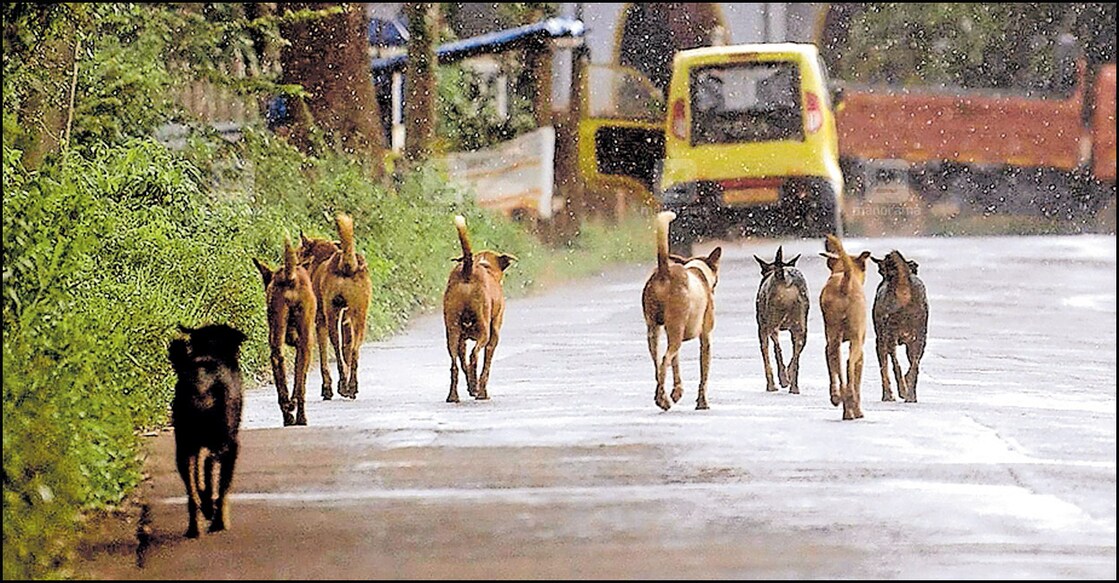 റോഡിലൂടെ അലഞ്ഞുനടക്കുന്ന തെരുവുനായ്ക്കൾ. പനമരത്തു നിന്നുള്ള തൃശ്യം. റോഡിലൂടെ അലഞ്ഞുനടക്കുന്ന തെരുവുനായ്ക്കൾ. പനമരത്തു നിന്നുള്ള തൃശ്യം.