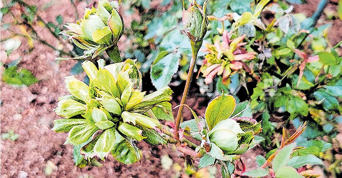 ഊട്ടി പനിനീർപ്പൂളുടെ ഉദ്യാനത്തിൽ വിരിഞ്ഞ പച്ചനിറത്തിലുള്ള റോസാപ്പൂക്കൾ  