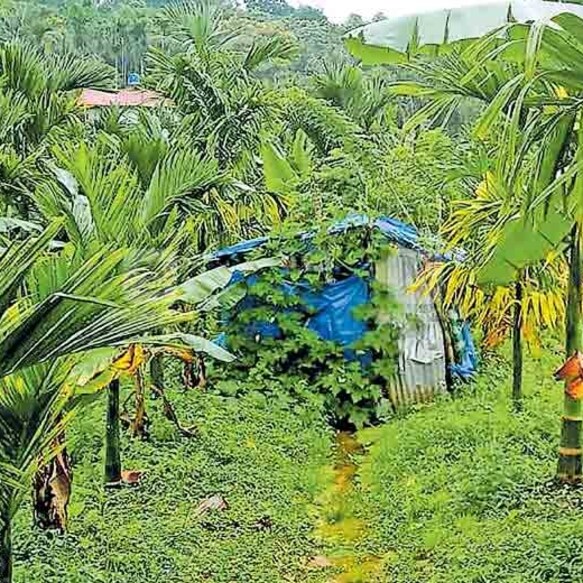 wayanad-leese-farmers-plot