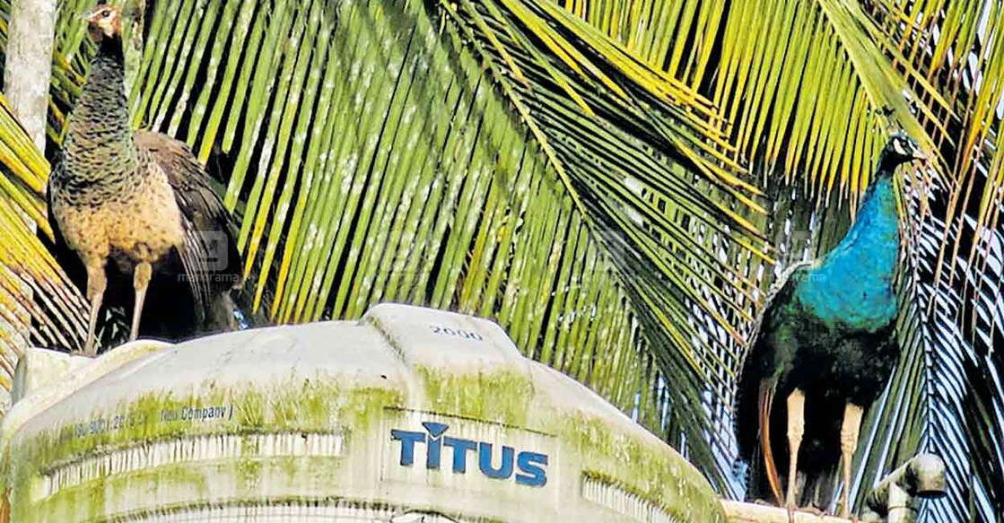 നടവയലിൽ വീടിനു മുകളിൽ സ്ഥാപിച്ച ടാങ്കിന് മുകളിലും പൈപ്പിലുമായി കയറിയിരിക്കുന്ന മയിലുകൾ.  