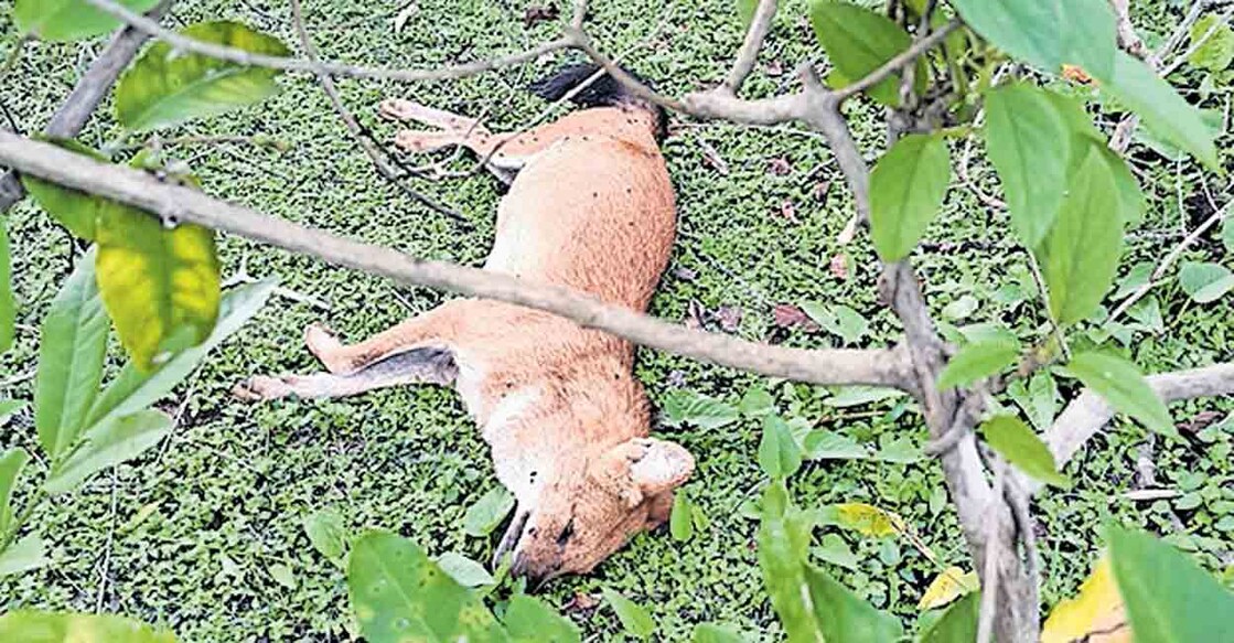 മുതുമല കടുവ സങ്കേതത്തിലെ ബൊക്കാപുരത്തിൽ കണ്ടെത്തിയ ചെന്നായയുടെ ജഡം.