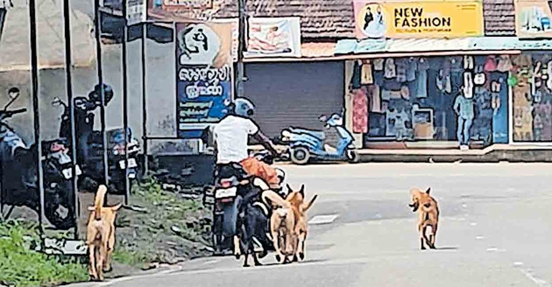 wayanad-styray-dogs കണിയാമ്പറ്റ ടൗണിൽ തെരുവുനായ്ക്കൾ പിന്നാലെ പാഞ്ഞുവരുന്നതു കണ്ട് ബൈക്ക് നിർത്തുന്ന യാത്രക്കാരൻ.