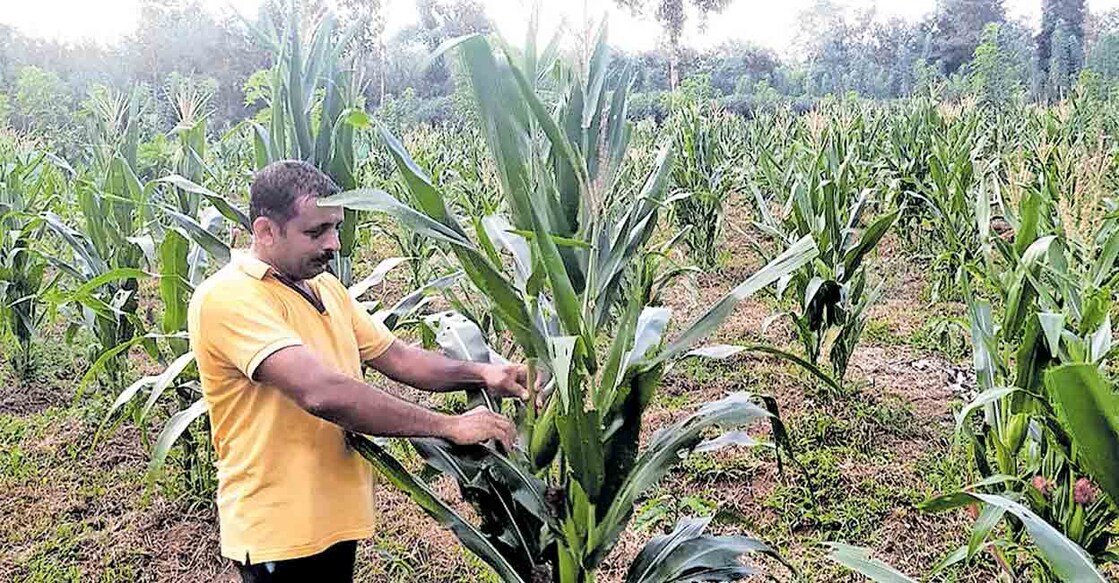 പാടിച്ചിറയിലെ ഓലിക്കൽ ബിജുവിന്റെ ചോളക്കൃഷി.