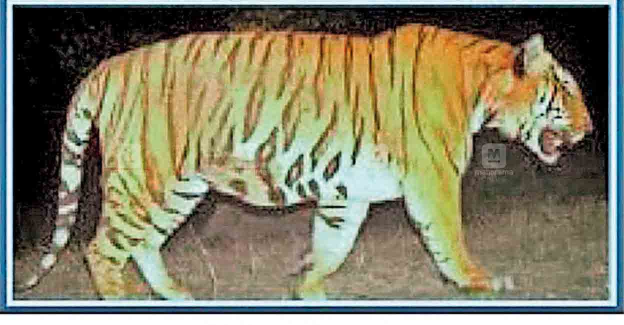 Tiger Attack In Wayanad: Latest Updates And News – Archyde