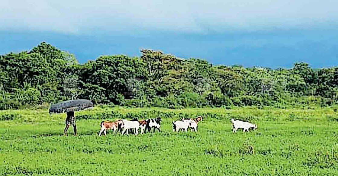 wayanad-pulpally-tourism വിനോദ സഞ്ചാര കേന്ദ്രമായി വികസിപ്പിക്കാനുദ്ദേശിക്കുന്ന കൊളവള്ളി പുഴയോരം.