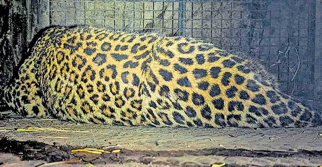 4tiger കാട്ടുപന്നിയെ പിടികൂടാൻ വച്ച കമ്പിക്കുരുക്കിൽ കുരുങ്ങി പുള്ളിപ്പുലി ചത്ത നിലയിൽ.