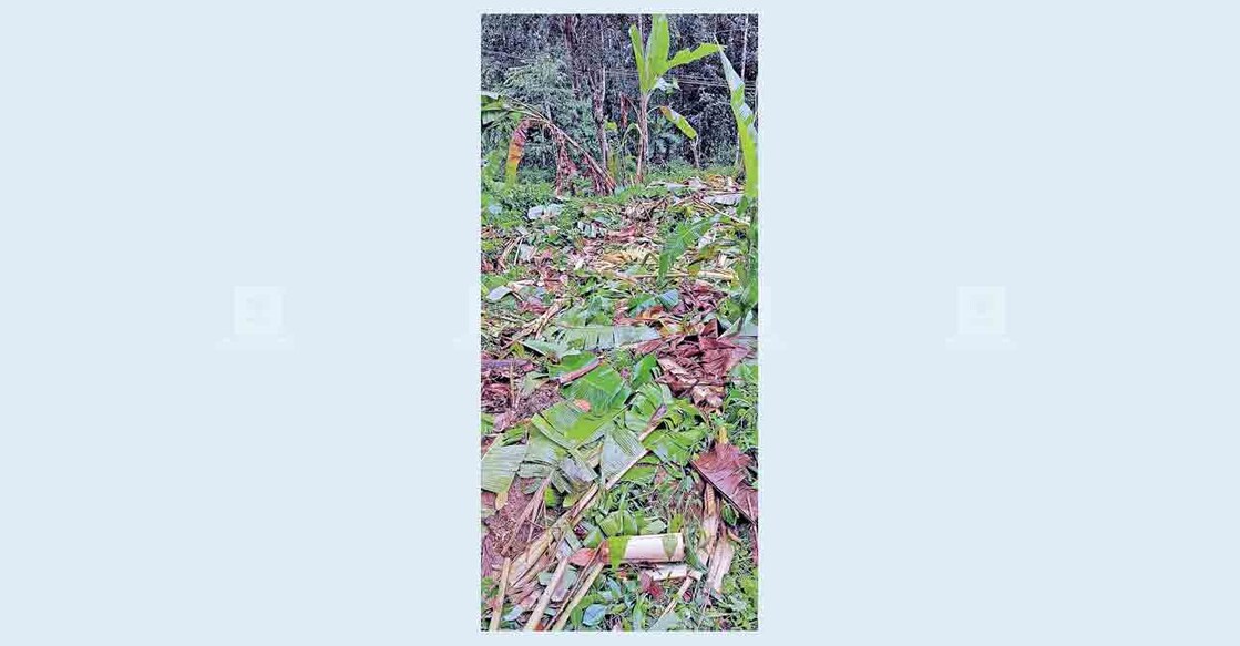 wayanad-pulpally-elephant-attack wayanad-pulpally-elephant-attack