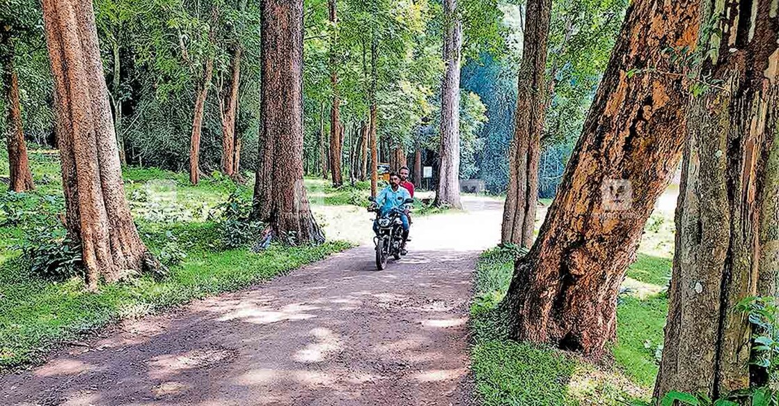 wayanad-pulpally-trees ഉദയക്കര– വിലങ്ങാടി റൂട്ടിൽ ഗതാഗത തടസ്സമുണ്ടാക്കുന്ന മരങ്ങൾ.