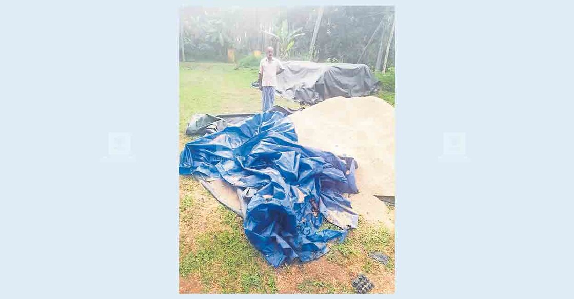 പനമരം പഞ്ചായത്തിൽ പുഞ്ചവയൽ ചന്ദ്രശേഖരന്റെ കളത്തിൽ 
ടാർപോളിൻ ഇട്ട് മൂടിവച്ച നെല്ല് കാട്ടാന തിന്ന നിലയിൽ.  