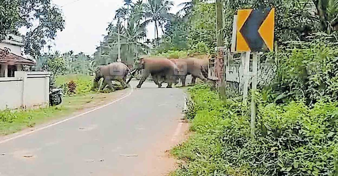 തുരത്തുന്നതിനിടെ പനമരം ചീക്കല്ലൂർ റോഡിന് കുറുകെ കടക്കുന്ന കാട്ടാനകൾ.  
