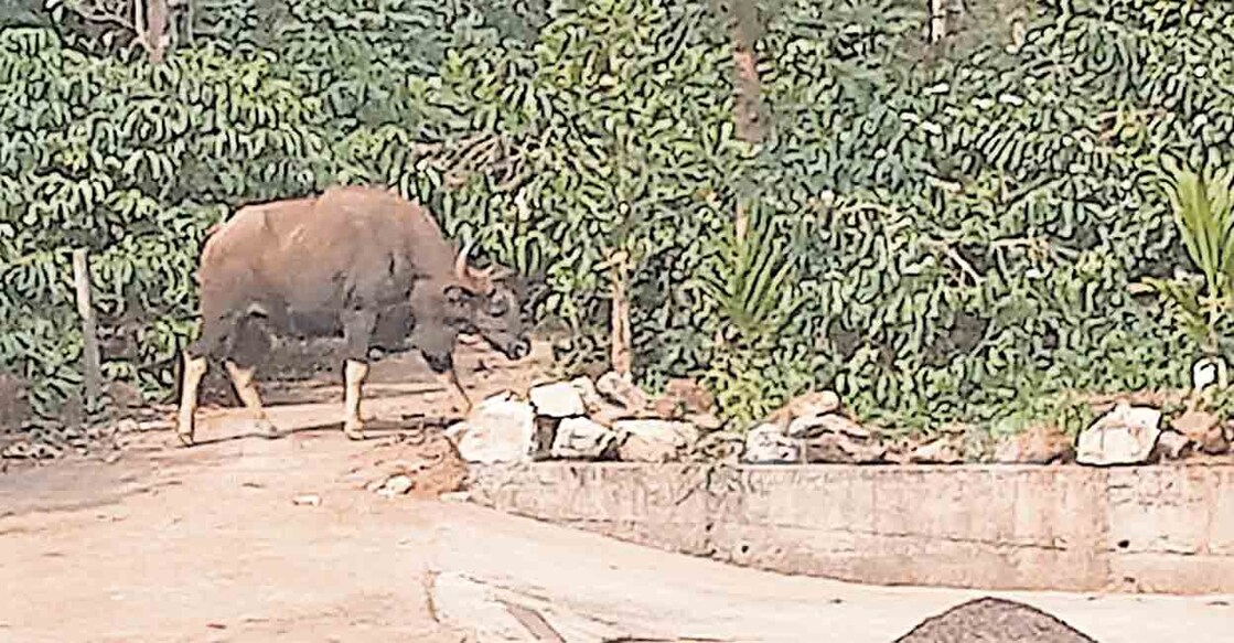 കഴിഞ്ഞ ദിവസം കൽപറ്റ നാരങ്ങാക്കണ്ടിയിലെ ജനവാസ 
മേഖലയിലെത്തിയ കാട്ടുപോത്ത്.  
