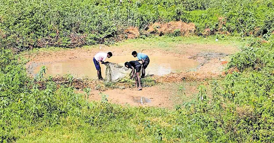 


മാത്തൂർ വയലിനോട് ചേർന്നുള്ള വെള്ളം വറ്റിയ 
കുളത്തിൽ നിന്നു മീൻ പിടിക്കുന്ന യുവാക്കൾ.  
