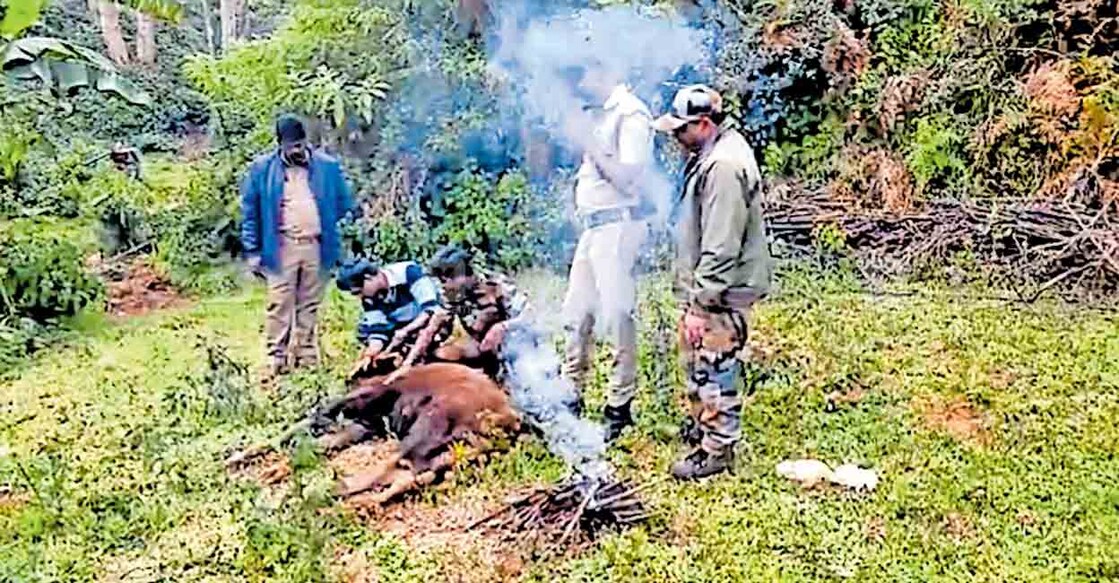 കൂനൂരിൽ ചതുപ്പിൽ കുരുങ്ങിയ കാട്ടെരുമ കുഞ്ഞിനെ രക്ഷപ്പെടുത്തി ചൂടു നൽകാൻ ശ്രമിക്കുന്ന വനപാലകർ