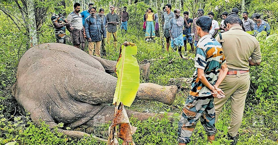 കൃഷിയിടത്തിൽ കാട്ടാന ഷോക്കേറ്റു ചരിഞ്ഞ സംഭവമറിഞ്ഞെത്തിയ നാട്ടുകാരും വനംവകുപ്പുദ്യോഗസ്ഥരും.
