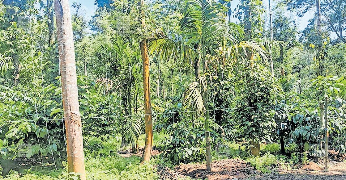 land-issue വനം വകുപ്പ് വനഭൂമിയായി വിജ്ഞാപനം നടത്തിയ ബോസ്പുരയിലെ കൃഷി ഭൂമി.