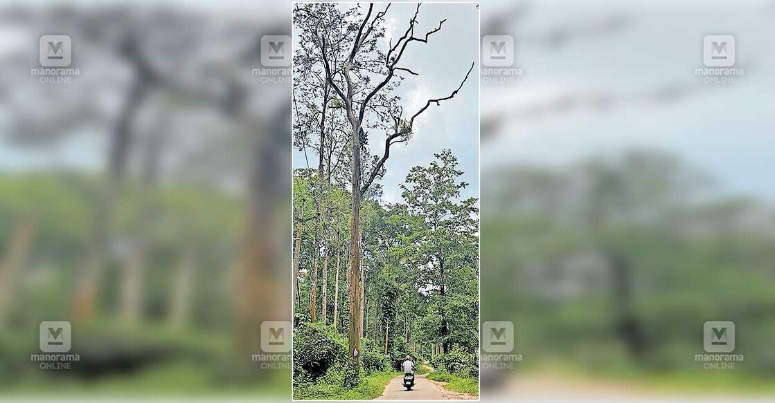tree കോളേരി – ഇരുളം റോഡിൽ ഈട്ടിക്കവലയിലെ ഉണങ്ങിയ ഈട്ടിമരം.
