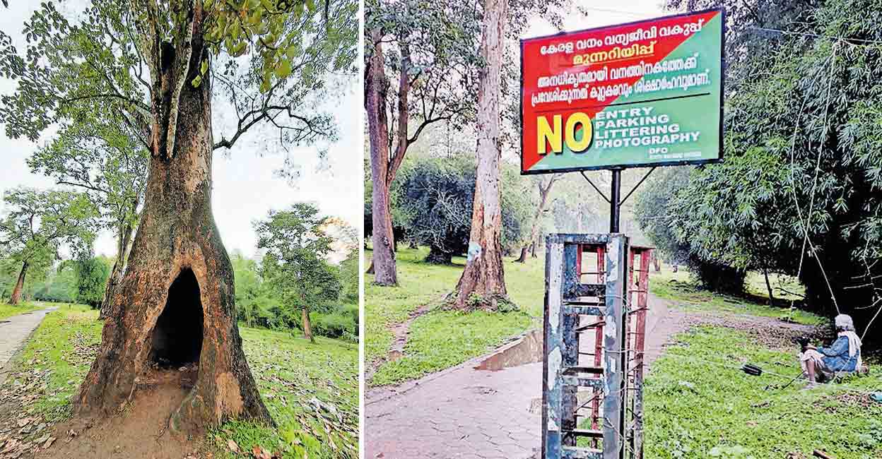 Tanni Tree ‘വൈറലായ’തോടെ സഞ്ചാരികളുടെ ഒഴുക്ക്; കാഴ്ചകൾക്കു താഴിട്ടു, കാവലിന് ആളും ...