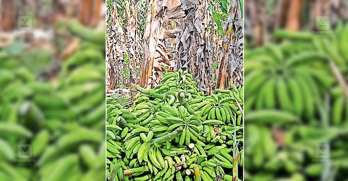 ns1-pulpally-farmers-banana ചേകാടിയിലെ കൃഷിയിടത്തിൽ വിൽക്കാനായി വെട്ടിക്കൂട്ടിയ നേന്ത്രവാഴക്കുലകൾ,